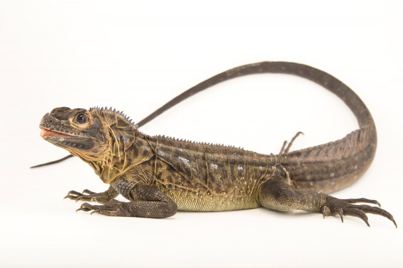 Sitana ponticeriana