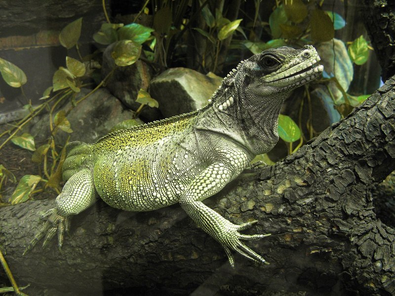Агама Hydrosaurus