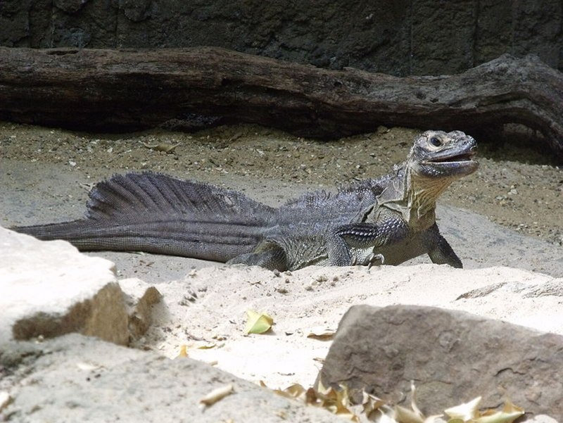 Hydrosaurus бородатая агама