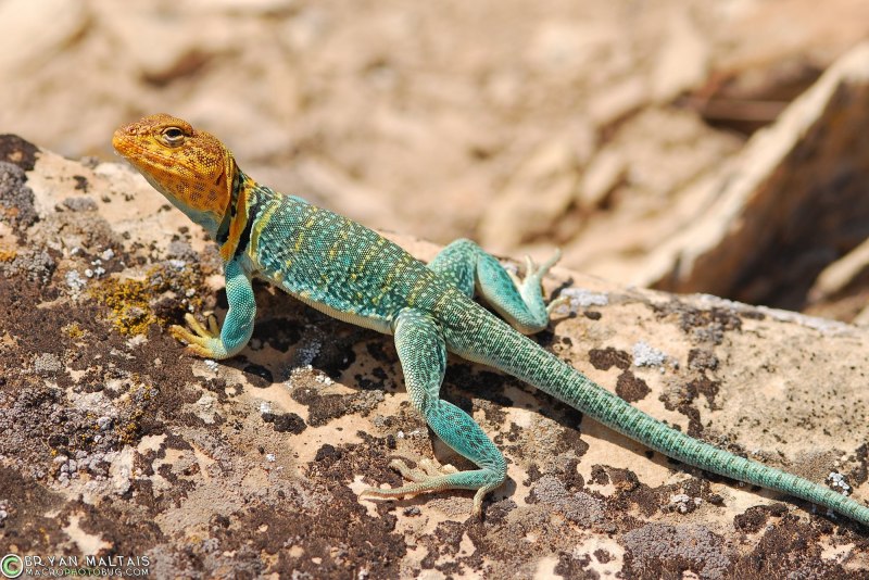 Sailfin Lizard