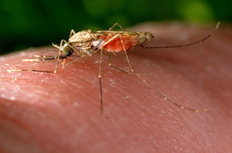 Mosquito made of Gold