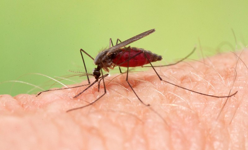 Комар рода Anopheles