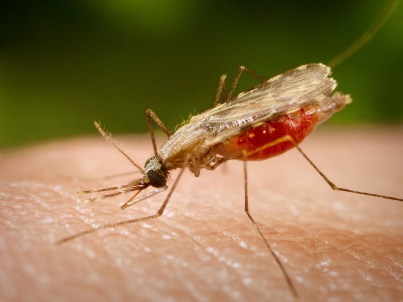 Tipula paludosa – комар долгоножка