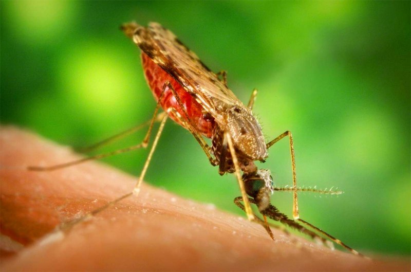 Anopheles stephensi