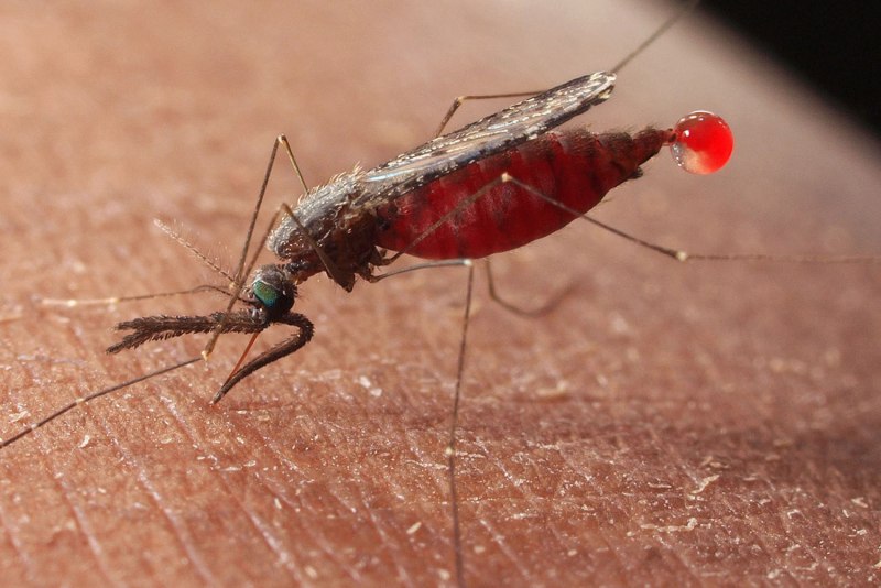 Anopheles maculipennis