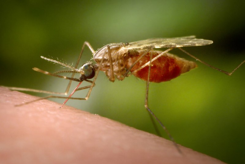 Малярийный комар Anopheles