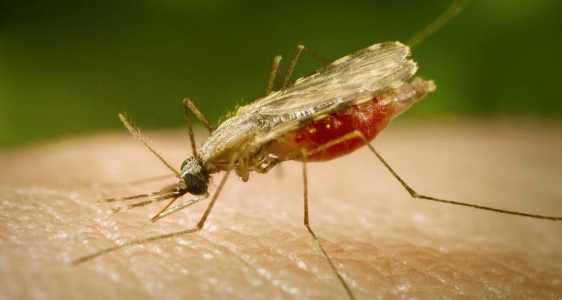 Комар малярийный обыкновенный (Anopheles maculipennis).