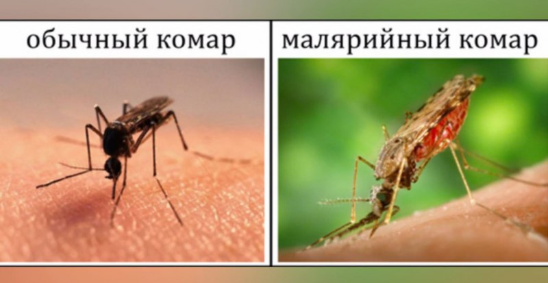 Малярийный Москит
