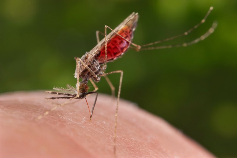 Комар рода Anopheles