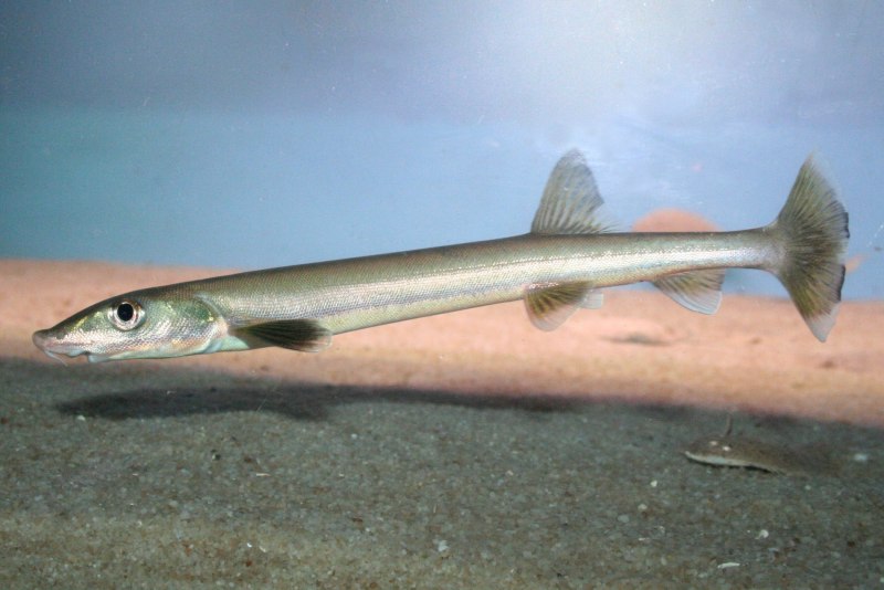 Пятнистый Seatrout