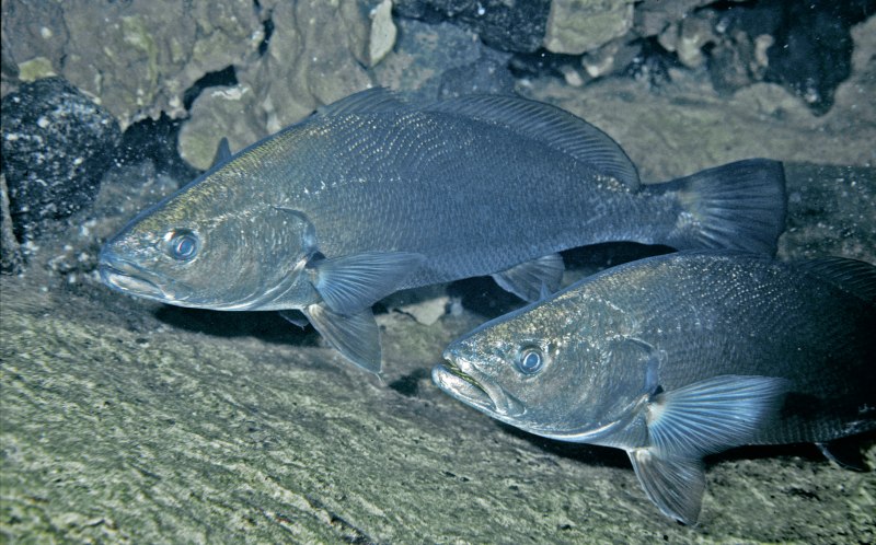 Морской Судак (Lateolabrax japonicus)