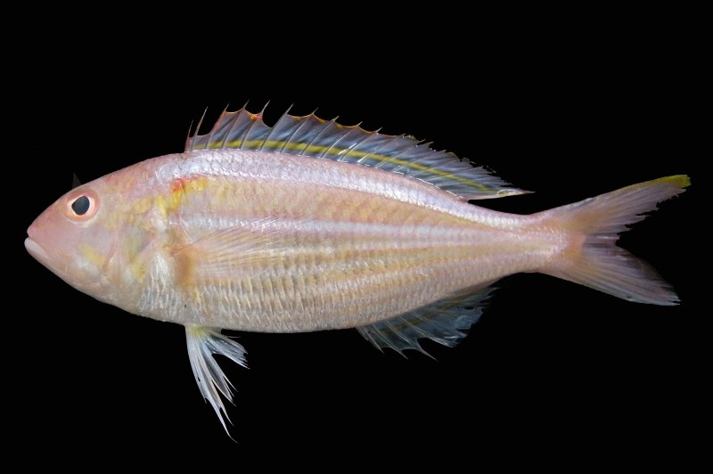Platycephalus fuscus