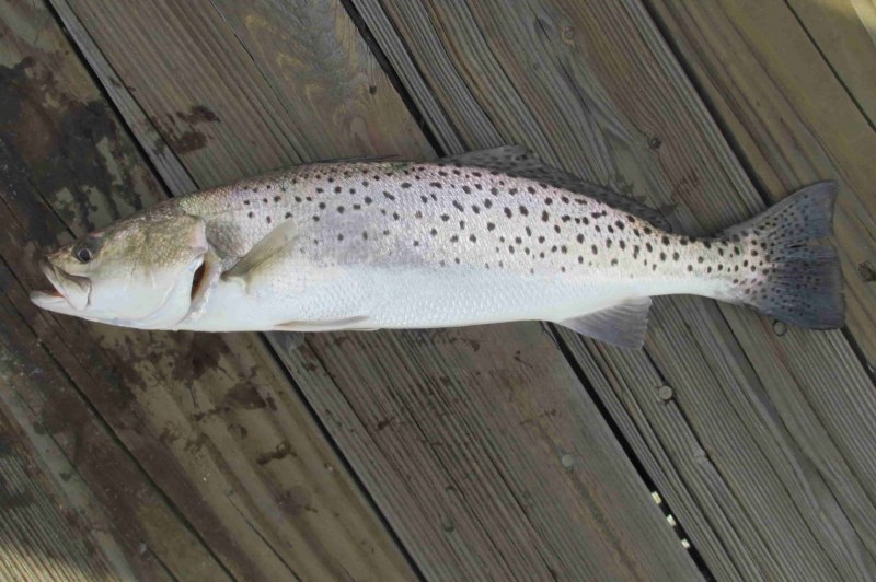 Speckled Trout