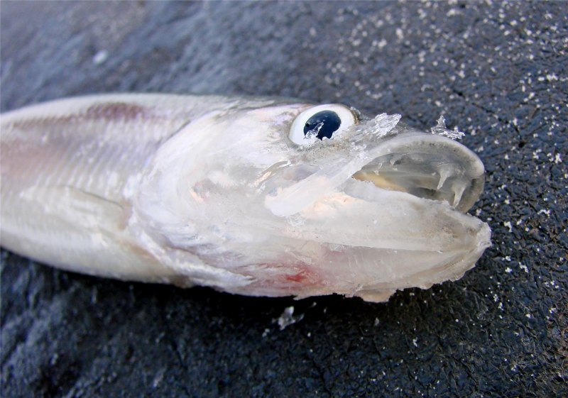 Lateolabrax japonicus