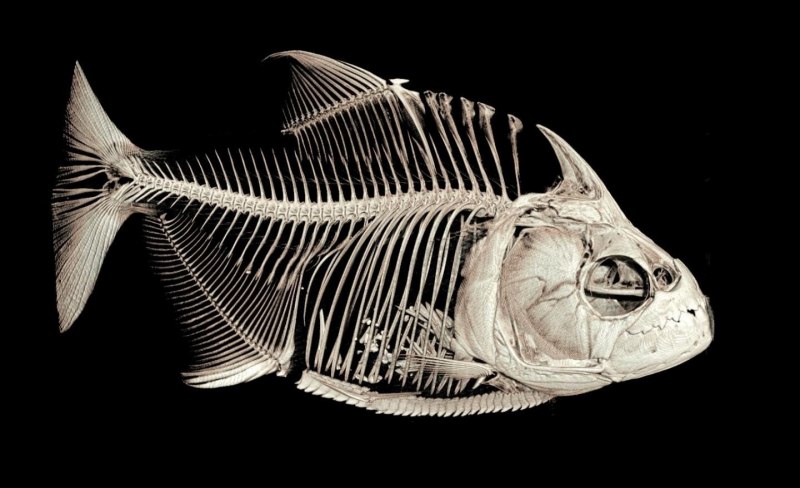 Рыба Blenny