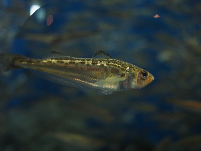 Lateolabrax japonicus