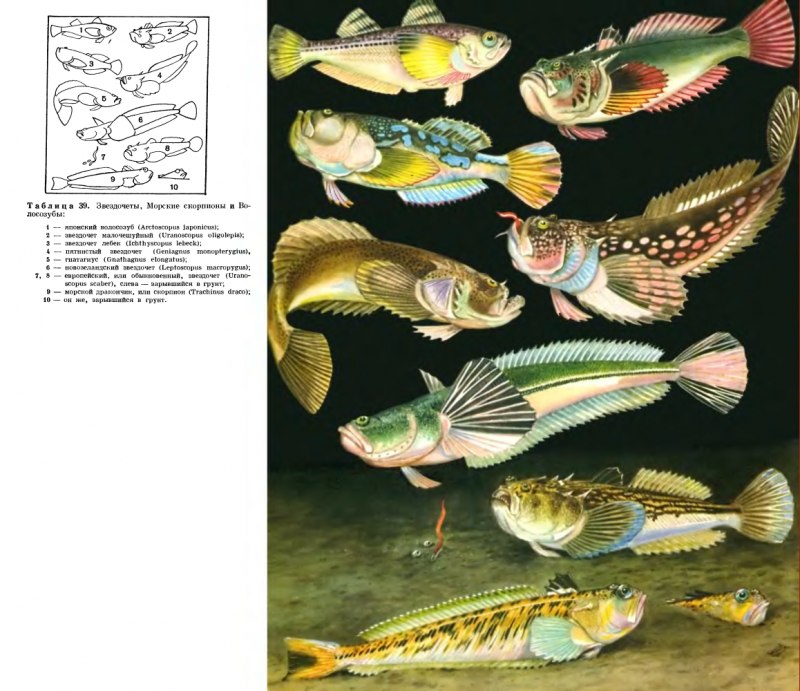 Nemipterus japonicus рыба