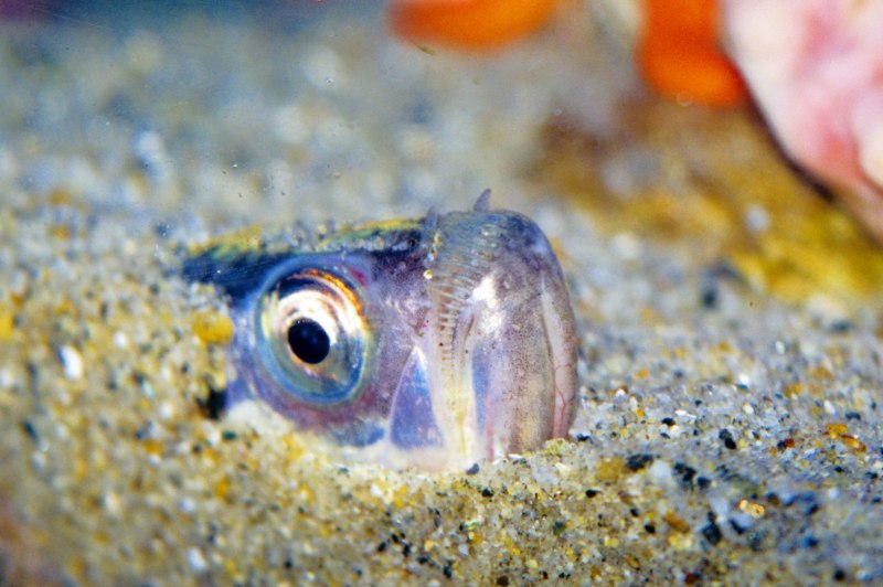 Форель морская пятнистая (Cynoscion nebulosus)