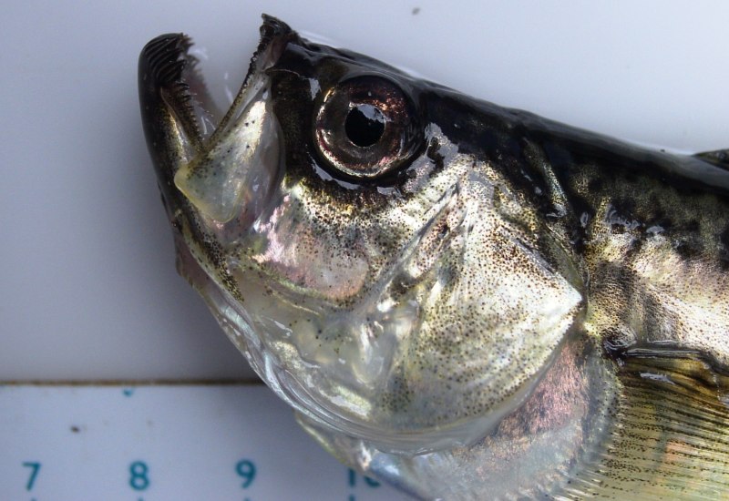 Argyrosomus japonicus