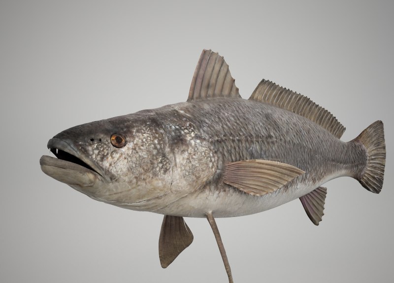 Морская малоротая корюшка Hypomesus japonicus