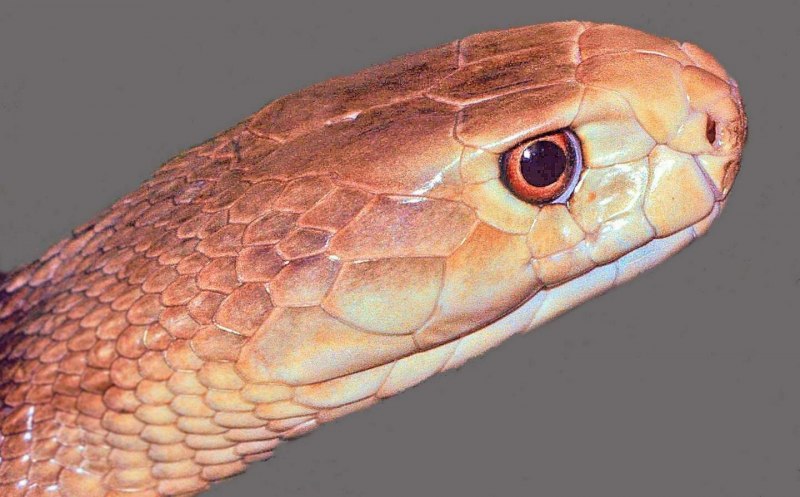 Синий гонщик / Blue Racer Snake