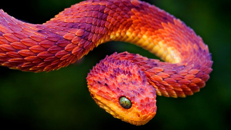 Кустарниковая гадюка (Atheris