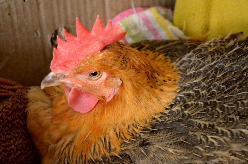 Курицы красные птенцы
