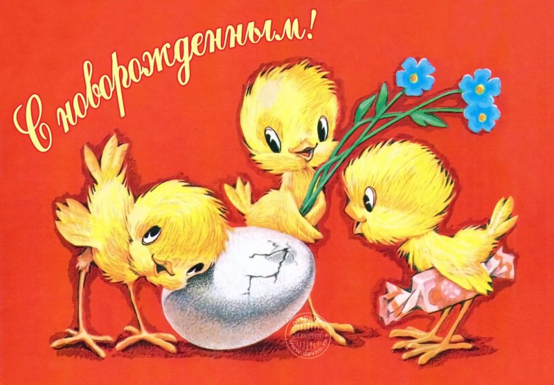 Куры Золотая Комета