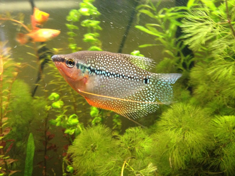 Лялиус (Trichogaster lalius)