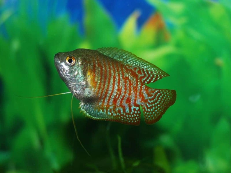 Жемчужный гурами Trichopodus leerii