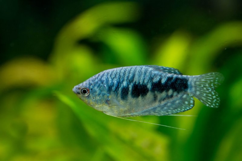 Mosaikfadenfisch