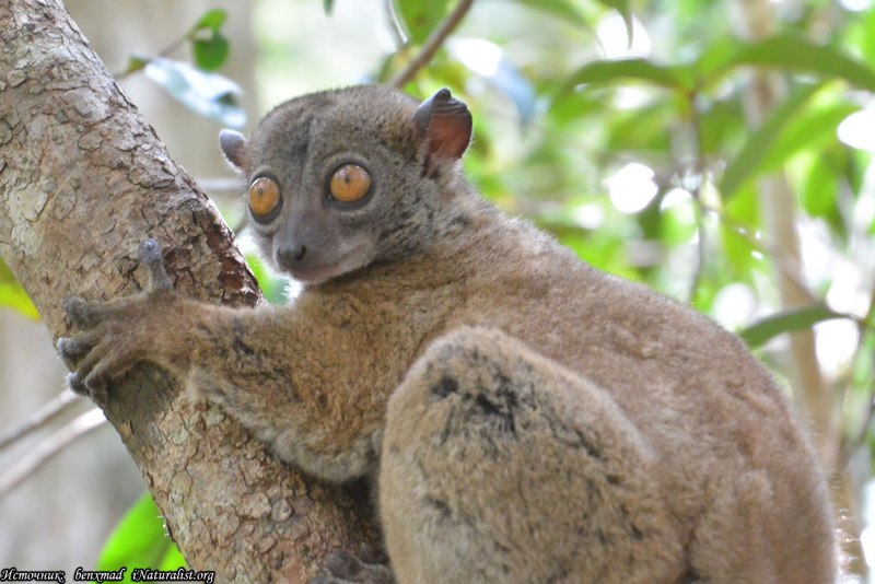 Lepilemur mustelinus