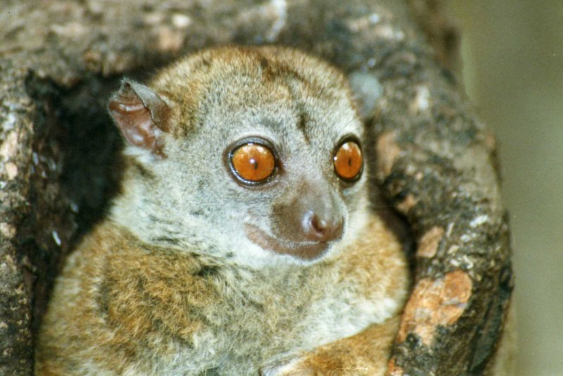 Cheirogaleus Major