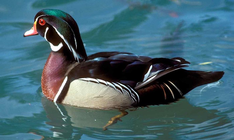 Морянка clangula hyemalis