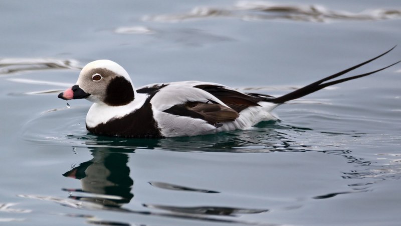 Морянка clangula hyemalis