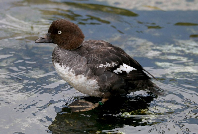 Морянка clangula hyemalis