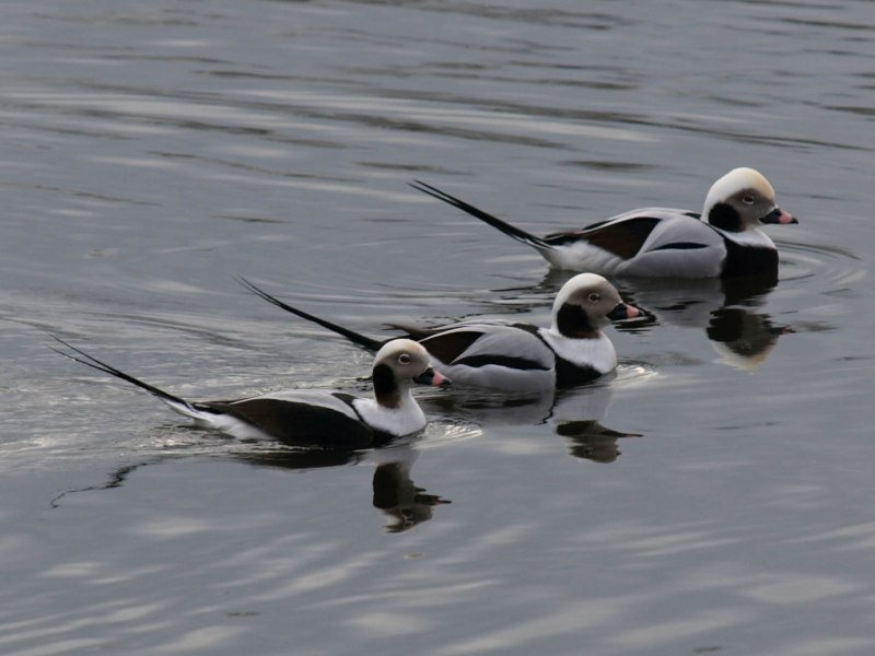 Long-tailed Duck
