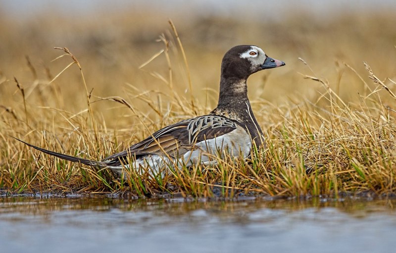 Clangula hyemalis