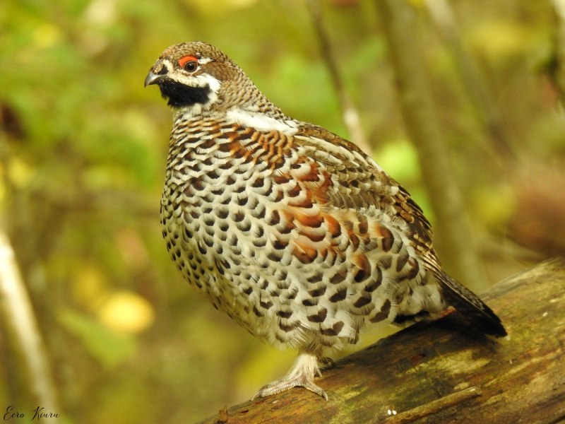 Рябчик (Bonasa bonasia)