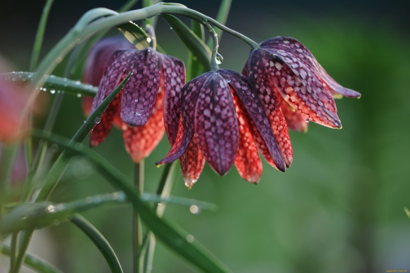 Рябчик (Bonasa bonasia)