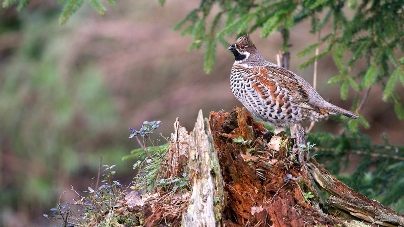 Tetrastes bonasia