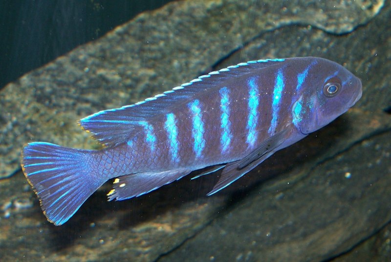 Damselfish рыба