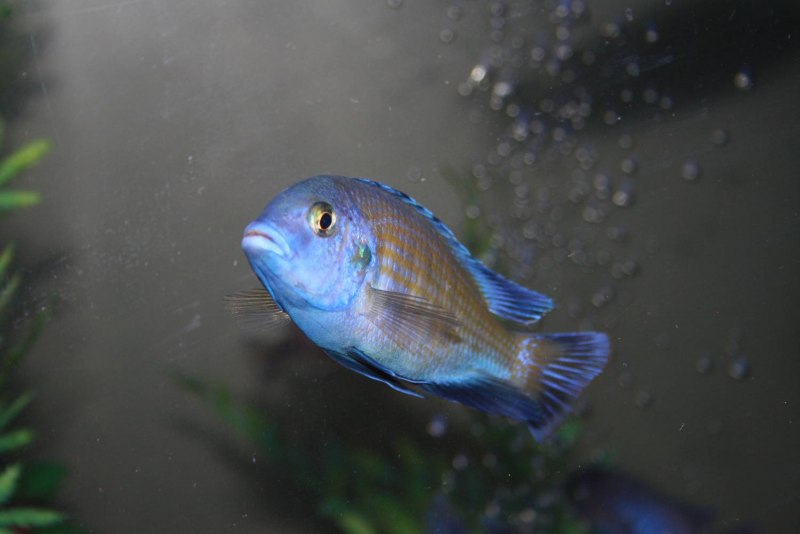 Cyrtocara moorii