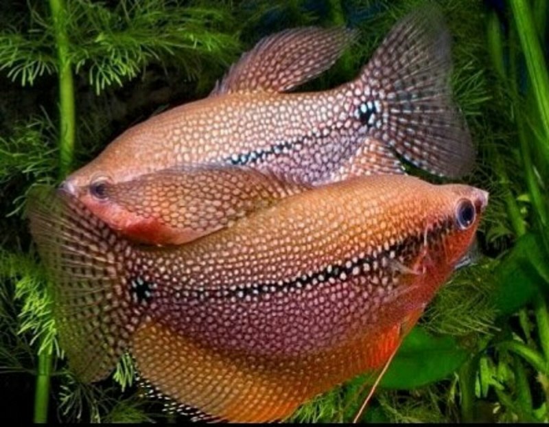 Mosaikfadenfisch