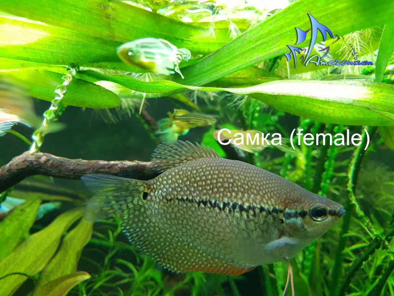Лялиус самка
