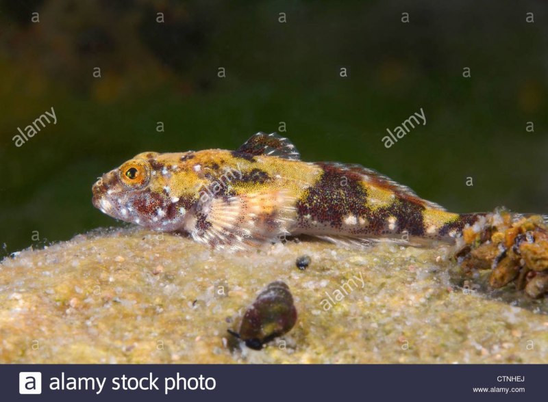 Подкаменщик Амурский