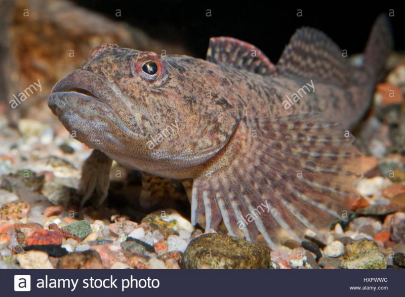 Batrachocottus Baicalensis