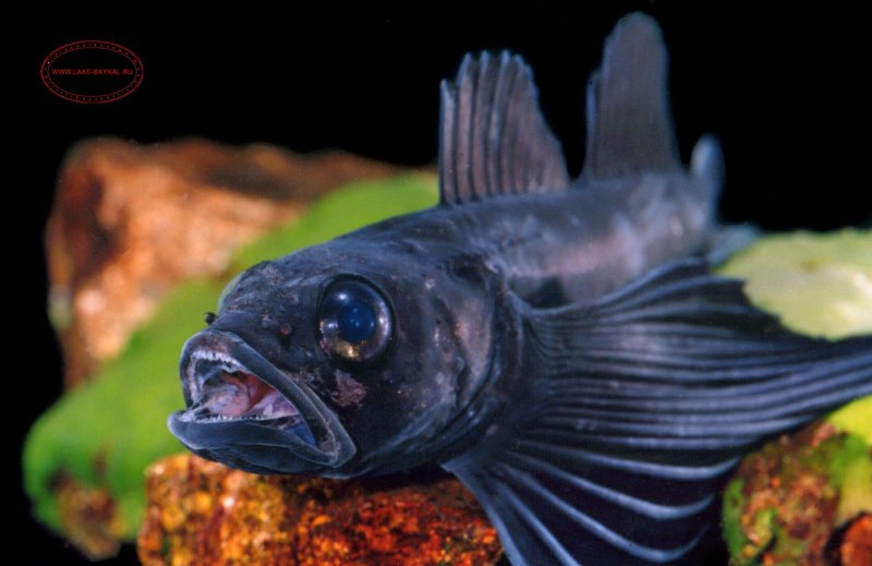 Rhinogobius duospilus