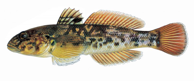 Обыкновенный подкаменщик (COTTUS gobio)