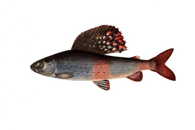 Thymallus Thymallus